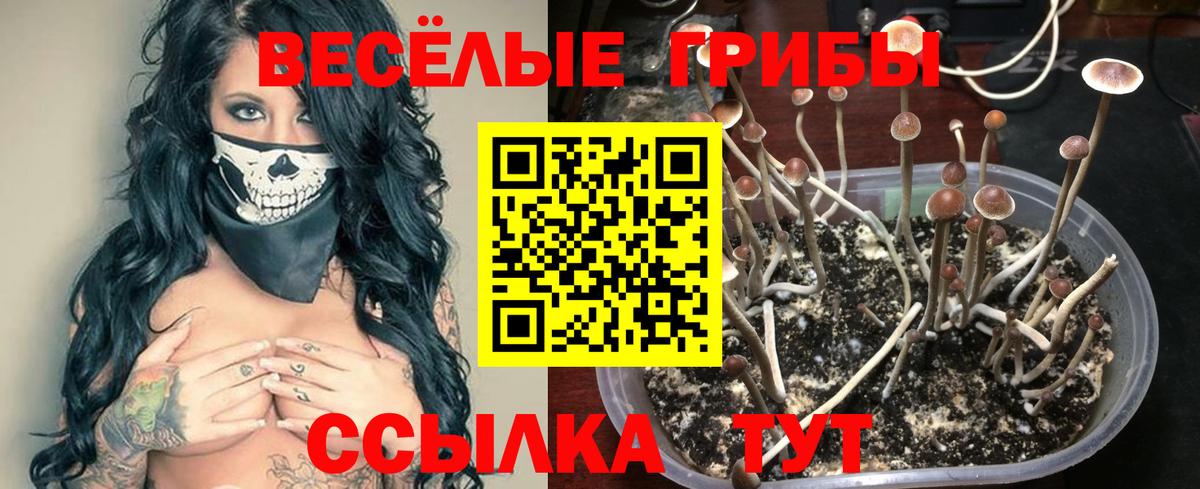 Псилоцибиновые грибы Cubensis Всеволожск